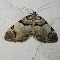 Anticlea derivata