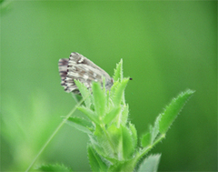Muschampia floccifera