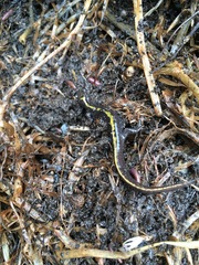 Ambystoma macrodactylum macrodactylum