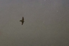 Ptyonoprogne concolor