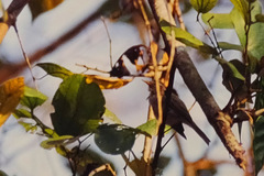 Phylloscopus occipitalis