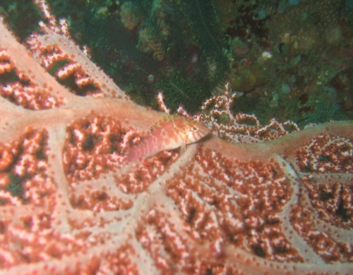 Threadfin Hawkfish — seen at this dive site