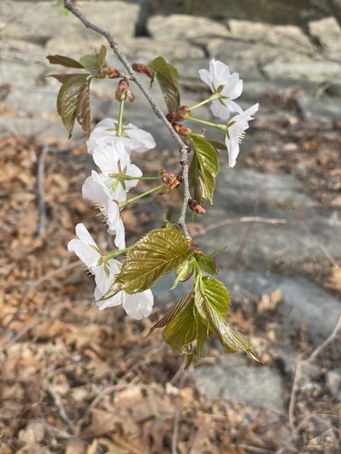 Prunus sargentii