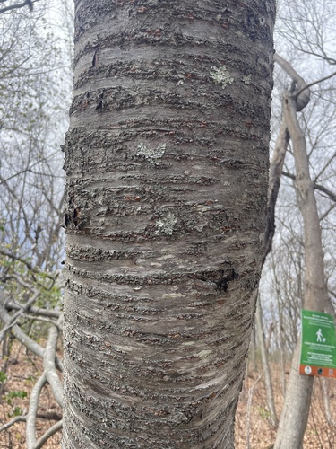 Prunus sargentii