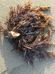 Sarcothalia marginifera