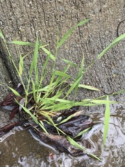 Brachypodium distachyon