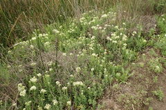 Lepidium chalepense