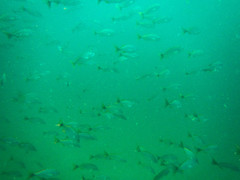 Cephalopholis colonus