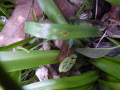 Uromyces hyacinthi