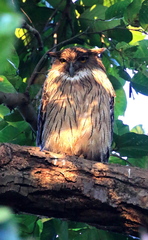 Ketupa zeylonensis