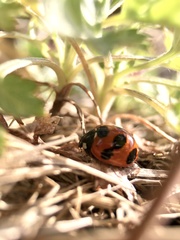 Coccinella septempunctata