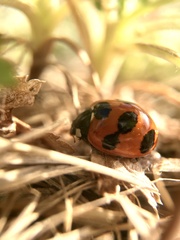Coccinella septempunctata