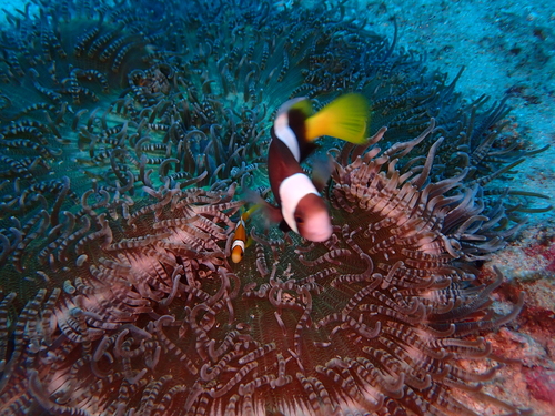 Sebae anemonefish (Amphiprion sebae) — Pomacentridae — 4
