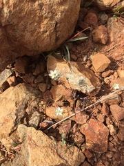 Sabulina californica