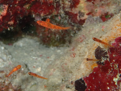 Trimma taylori observed 2026-03-08