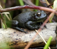 Dendropsophus molitor