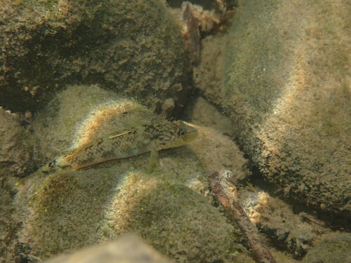 Rhinogobius nagoyae