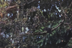 Columba pulchricollis