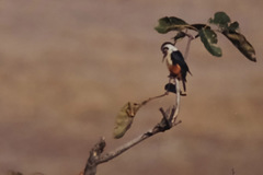 Microhierax caerulescens