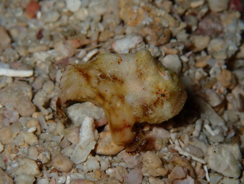 Antennatus tuberosus observed 2026-03-08