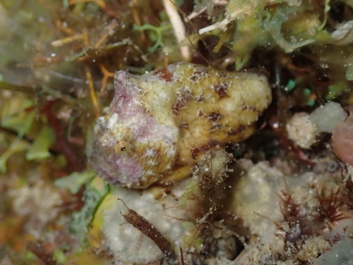 Tuberculated frogfish (Antennatus tuberosus) — Antennariidae — 5