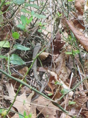 Nerodia sipedon sipedon