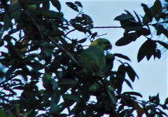 Amazona auropalliata