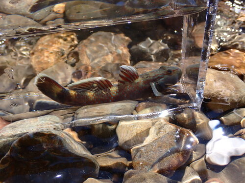Rhinogobius mizunoi