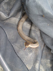 Regina septemvittata