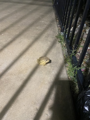Woodhouse's Toad observed by ha_jones