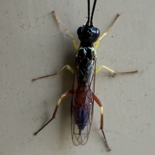 Wood Borer Sawfly