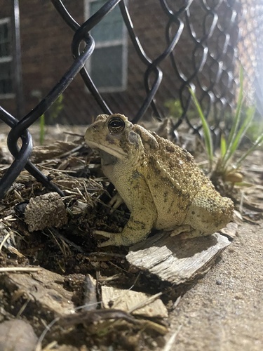 Woodhouse's Toad observed by ha_jones