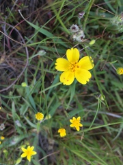 Leptosyne stillmanii