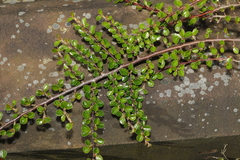 Cotoneaster hjelmqvistii