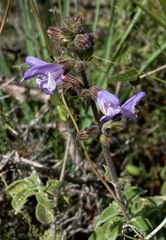Salvia fruticosa