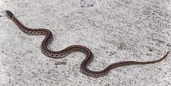 Thamnophis marcianus