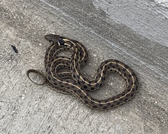 Thamnophis marcianus