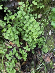 Adiantum jordanii image