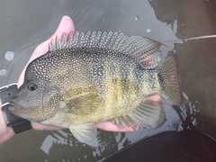 Rio Grande Cichlid photo 4