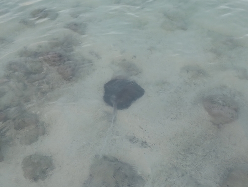 Urogymnus granulatus