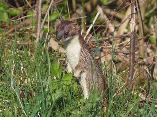 Beringian Stoat observed by burguenomuc