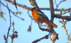 Icterus bullockii × galbula