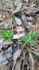 Asclepias obovata