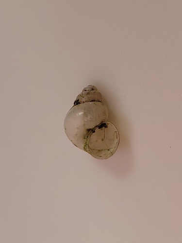 Leach's Bithynia, Westerpark, 4814 Breda, Nederland, photo 10 of 10