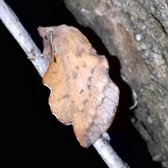 Phyllodesma tremulifolia