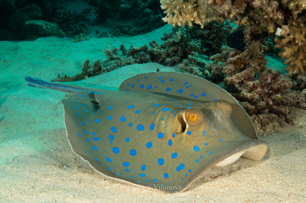 Fantail Rays