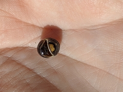 Glomeridae