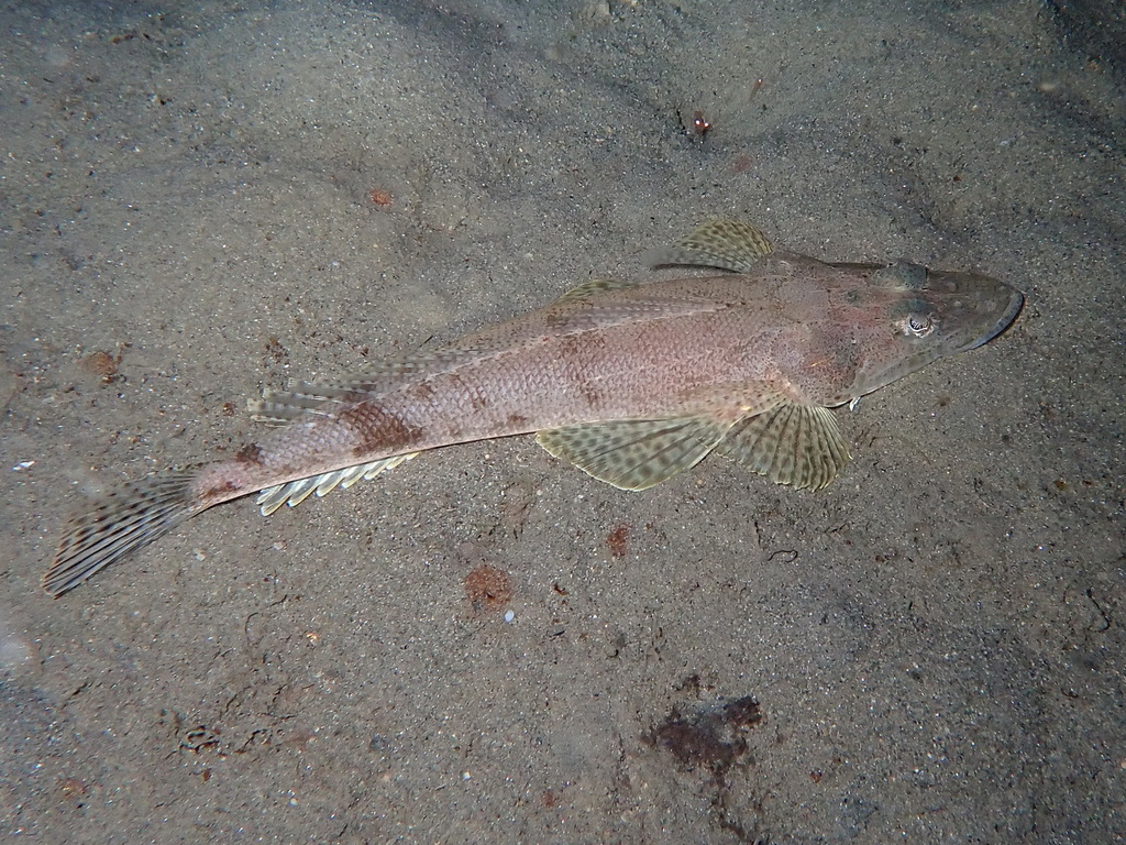 Flathead (Inegocia japonica) — Platycephalidae