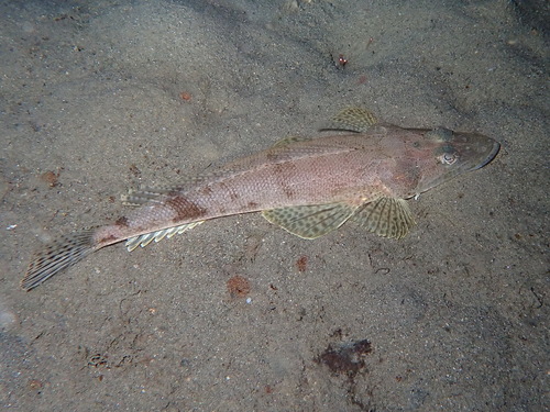 Flathead (Inegocia japonica) — Platycephalidae