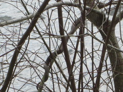 Regina septemvittata